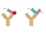 Bio-Rad publishes new paper on generation, characterization of complex-specific antibodies