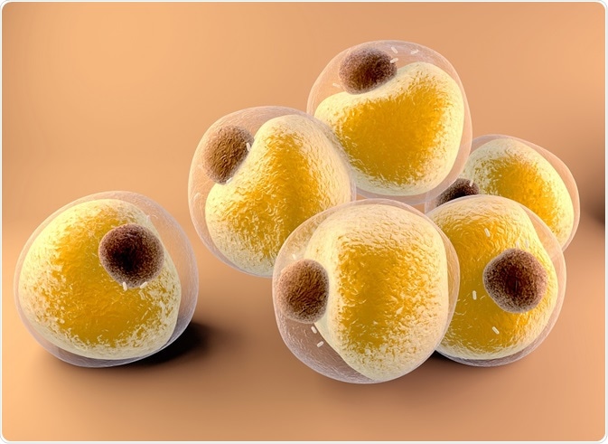 Illustration of adipocytes (fat cells) - by Design_Cells