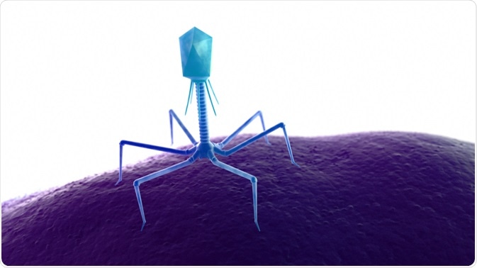 Illustration of a bacteriophage - the component used in phage display - By Sebastian Kaulitzki