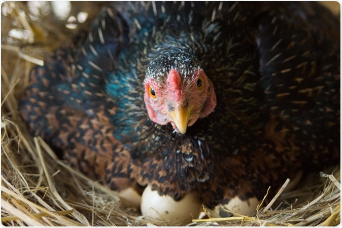 Image Credit: Koonphoto / Shutterstock