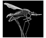 Gene drives are faster, more efficient to control mosquitoes that spread malaria