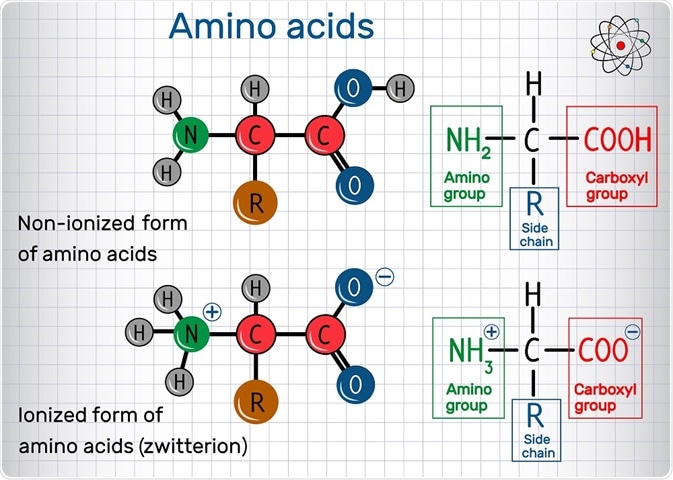 Charges on a protein - zwitterionic form