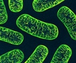 Using the Soluble (S-100) Mitochondrial Fractionation Protocol