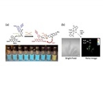 Novel ratiometric fluorescent probe for studying cellular activity of anticancer drug