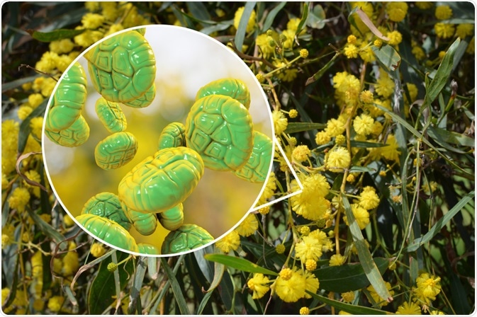 pollen is the allergen that causes hayfever