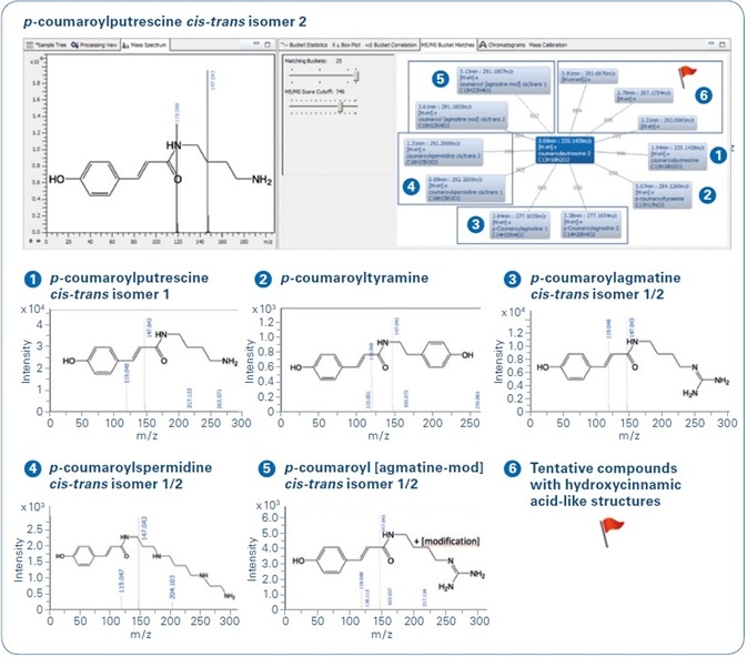 MS/MS similarity metabolite profiling. The MS/MS of p-coumaroylputrescine (cis/trans-isomer 2) was selected for “MS/MS bucket matches” (bucket highlighted in blue in the center). Hydroxycinnamic acid amides (HCAAs) are stereoisomers and occur as two LC-separated peaks, which are termed as “cis/trans 1 or 2.” Of the 11 matching MS/MS, 6 compounds were identified as HCAAs [compounds 1, 2, [2 isomers] and [2 isomers]]. Compound [2 isomers] could be described by in-depth MS/MS analysis as coumaroylagmatine with a modified agmatine residue; the compounds in box were flagged as tentative HCAA-like compounds.