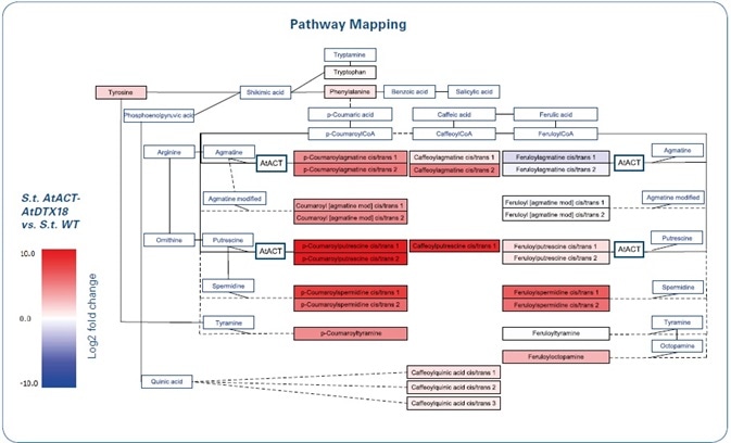 Extended biosynthetic pathway of hydroxycinnamic acid amide biosynthesis in potato (Solanum tuberosum (S.t.)), that was genetically modified by the introduction of the Arabidopsis genes AtACT and AtDTX18. AtACT catalyzes the biosynthesis of p-coumaroylagmatine and p-coumaroylputrescine as well as feruloylagmatine and feruloylputrescine in Arabidopsis (KEGG pathways). The HCAA pathway was adapted from KEGG to include all detected HCAA structures. Colors indicate the fold change of the overexpression lines versus the wildtype (without wounding).