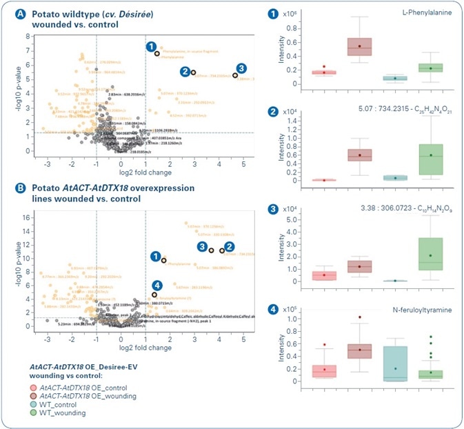 Wound-responsive buckets in potato (Solanum tuberosum cv. Désirée) wildtype A and AtACT-AtDTX18 overexpression lines B: MetaboScape generated volcano plots based on t-test results.