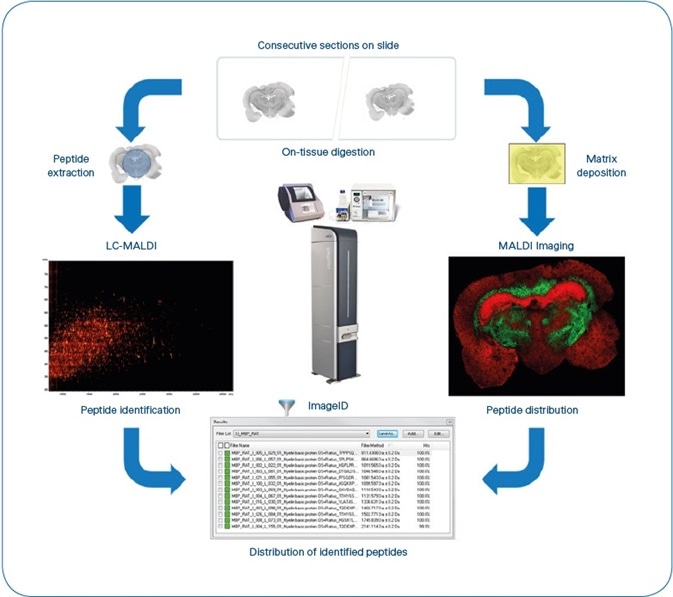 ImageID workflow. After matching LC-MALDI and MS Imaging data, results are available as flexImaging filter lists, grouping all peptides detected for each individual protein. Typical experiment time is 8 hours, not including antigen-retrieval for FFPE tissue. (4 hours for sample preparation, 1 hour for MALDI Imaging (Rat brain coronal section at 50 μm pixel size ~35,000 MS spectra) and 3 hours for LC-MALDI (384 fractions, ~5000 MS/MS spectra).