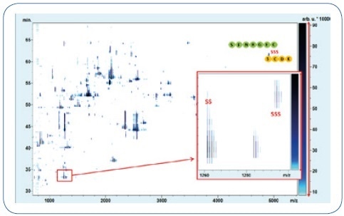 LC-MALDI-MS analysis of the IgG1 mAb (Pfizer) reveals increased disulfide formation. The regular LC-HC linkage DSB-peptide (SS) and the corresponding TSB-peptide (SSS) are marked accordingly. The disulfide and disulfide dipeptides elute with a difference of 2 minutes and were identified by MALDI-TOF-MS/MS.