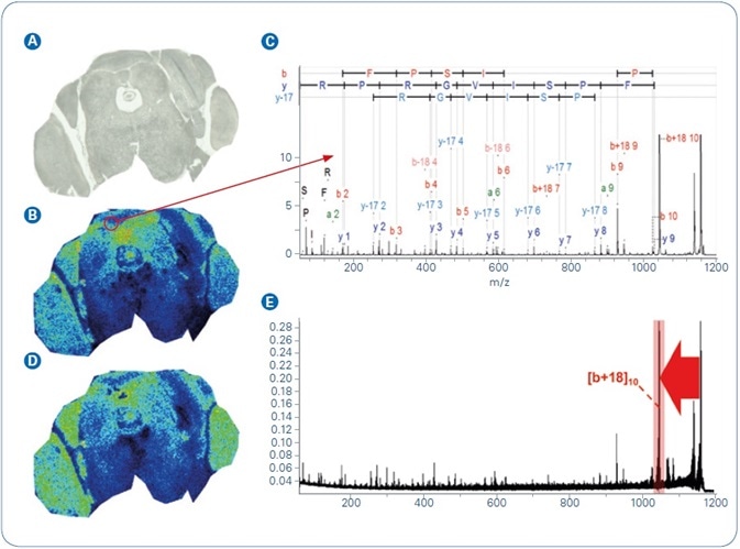 MALDI-MSI analysis of FFPE mouse brain tissue: (A) Optical image; (B) MALDI-MS ion image of m/z 1198.7; (C) Annotated MALDI-TOF/TOF spectrum of precursor m/z 1198.7 that was acquired directly from tissue and identified as peptide AVFPSIVGRPR from Actin, cytoplasmic 1; (D) MALDI-MS/MS ion image of m/z 1042.6, the most abundant fragment ion ([b+18]10) from precursor m/z 1198.7; (E) The mean spectrum from dataset D, red arrow indicates the MS/MS transition used to generate the MS/MS ion image.