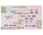 DNA Damage Repair and the Progression of the Cell Cycle