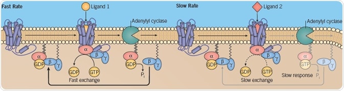 C: Different rate of GTP–GDP exchange