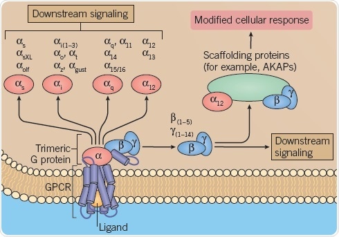 A: G protein activation