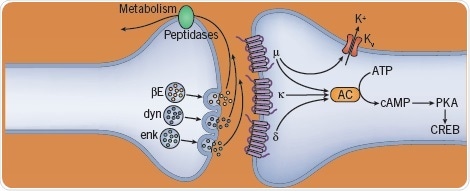 The effect of opioids on neurotransmitters
