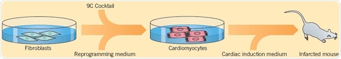 Cao et al. (2016) displayed a technique used for converting human fibroblasts into cardiomyocytes