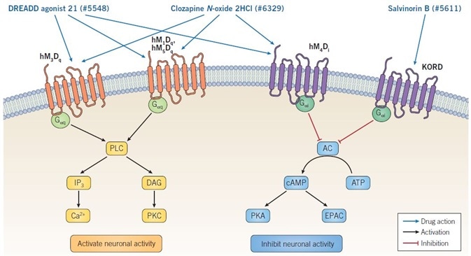 Mechanism of action of DREADD ligands. Binding of DREADD ligands to Gαq-DREADDs provokes neuronal firing, whereas binding to Gαi-DREADDs results in inhibition of neuronal activity. Clozapine N-oxide dihydrochloride and DREADD agonist 21 are non-selective muscarinic DREADD agonists and so can activate or inhibit neuronal activity, depending on the specific receptor being expressed. Salvinorin B is selective for the KORD receptor, which is coupled to GαI signaling, consequently binding results in inhibition of neuronal activity.