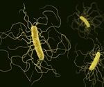 What is Clostridium difficile?