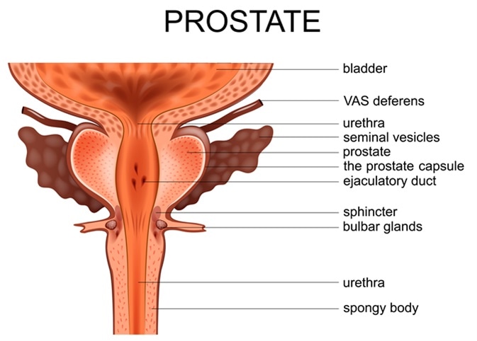 Illustration of prostate. Image Credit: Artemida-psy / Shutterstock