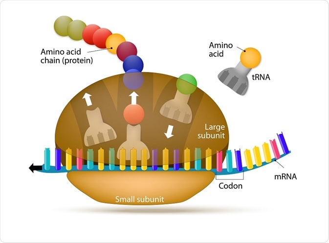 The ribosome