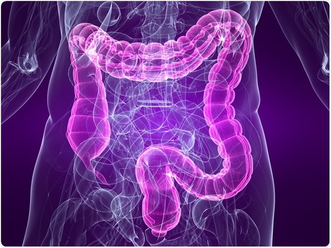 Illustration with highlighted colon. Image Credit: Sebastian Kaulitzki / Shutterstock