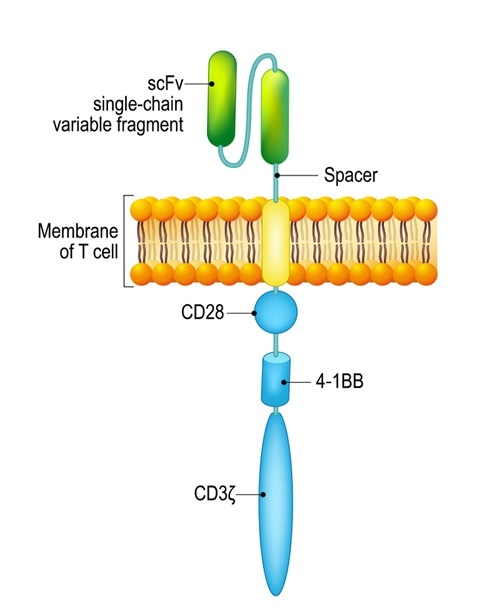 Chimeric antigen receptor T cell (CAR). Image Credit: Designua / Shutterstock