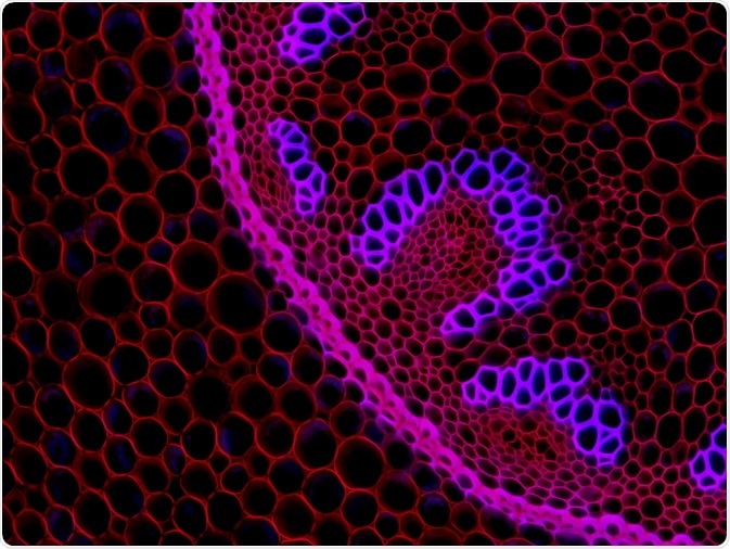 Raman imaging techniques are used to obtain information about the molecular vibrations and crystal structure of a sample.