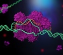 CRISPR Cas12a3: A precise tool to halt viral protein production