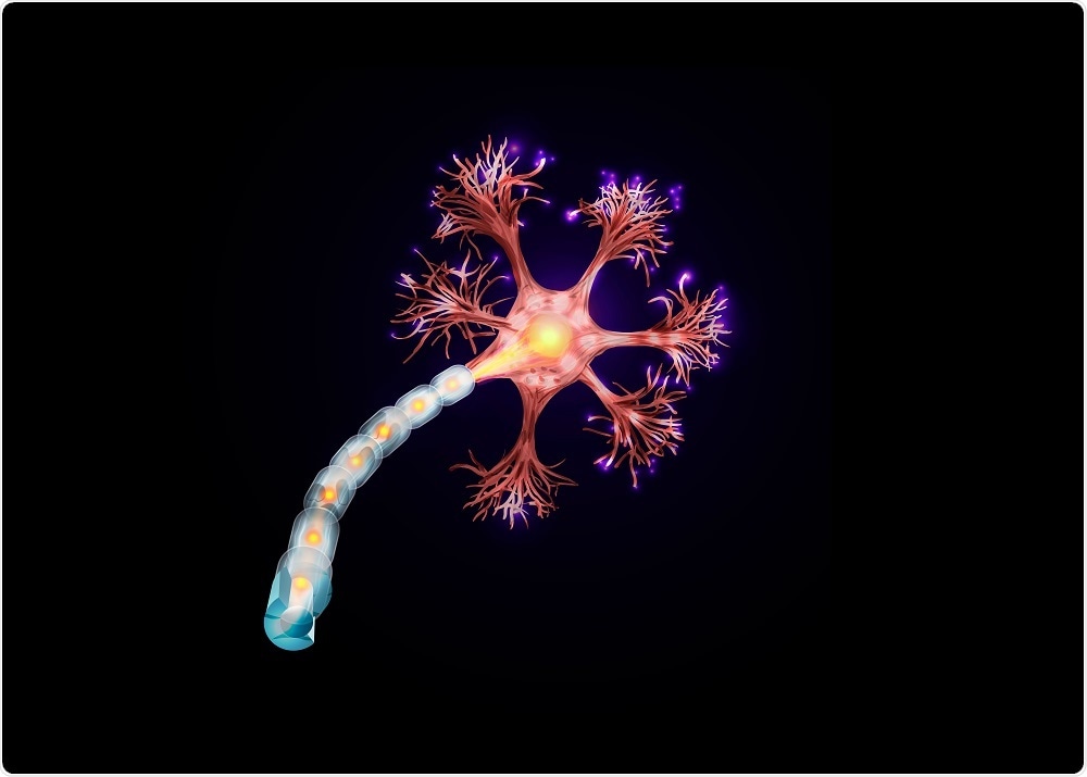 Illustration of a healthy nerve cell. In MS, the myelin sheath that protects the nerve axon is attacked my immune cells.