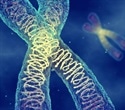 Study explores how losing the Y chromosome fuels bladder cancer aggressiveness