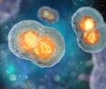 Novel cell division mechanism discovered in early embryonic development