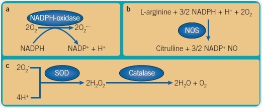 Important ROS reactions. (a) Generation of superoxide anion from molecular oxygen by NADPH-oxidase (nicotinamide adenine dinucleotide phosphate) as part of respiratory burst. (b) Generation of nitric oxide by action of nitric oxide synthases (NOS), in particular, inducible NOS as part of the respiratory burst. (c) Detoxification of superoxide anion to oxygen and water through actions of superoxide dismutases (SODs) and peroxidases, for example, catalase.
