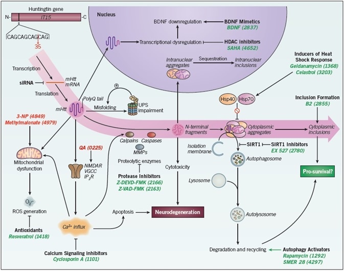 Therapeutic interventions in Huntington’s disease.