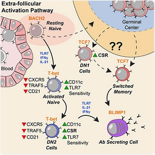 Activation can be observed at an early stage of B cell differentiation: resting naive cells (pink ellipse). Adapted from Jenks et al Immunity (2018).