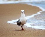 Australian seagulls carry superbugs