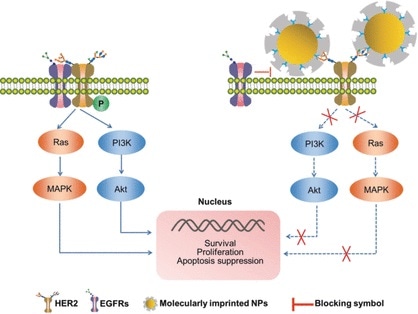 HER2-positive breast cancer may be treated with imprinted nanospheres