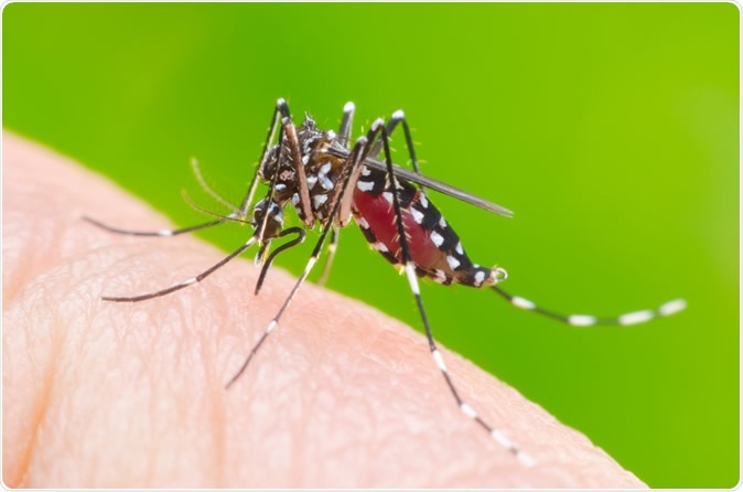 Aedes aegypti mosquito on human skin. Image Credit: Khlungcenter / Shutterstock
