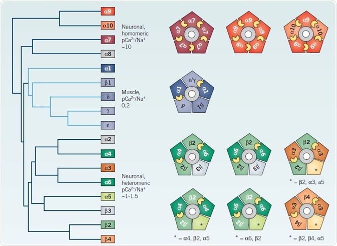 Heterogeneity of vertebrate nAChRs.