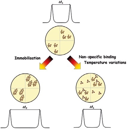 Upon functionalization of the sensor, degeneracy is broken and the modal frequencies show a split of Δf1. Addition of mass to the antinodal position of the functionalized mode increase this split to Δf2. For non specific variations, the split remains unaltered.
