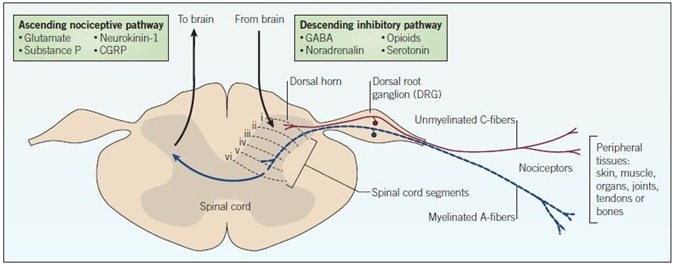 Nociceptive pain pathway. The cell bodies of nociceptors are located in the dorsal root ganglion (DRG) and terminate as free endings in peripheral tissues. Pain signals originating from the periphery pass through the dorsal root ganglion carried by C-fiber nerves (red) and myelinated A-fiber nerves (blue). Inputs directed to the dorsal horn synapse on interneurons that modulate the transmission of nociceptive signals to higher CNS centres. Signals are relayed to the brain via ascending pathways, and descending pathways from the brain send inhibitory signals. Highlighted in the boxes are key mediators and drug targets that play important roles in pain processing and transmission.