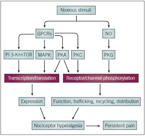 Intracellular signaling in chronic pain states. MAPK and PI 3-K/mTOR signaling pathways are thought to be the primary pathways involved in chronic pain and the regulation of gene transcription and translation in nociceptors. PKC, PKA and PKG pathways control posttranslational regulation of receptor and channel proteins, and also have influences on gene expression. Long term modulation of nociceptor plasticity in this way can lead to hyperalgesia and persistent pain states.