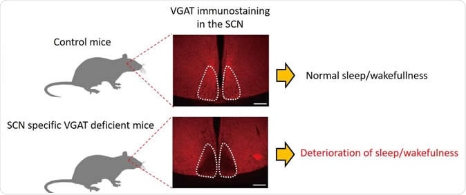 AAV mediated VGAT deficiency in the SCN deteriorates circadian behavioral rhythms. Image Credit: Nagoya University
