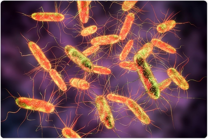 Salmonella bacteria. S. typhi, S. typhimurium and other Salmonella, Gram-negative rod-shaped bacteria, 3D illustration - Illustration Credit: Kateryna Kon / Shutterstock