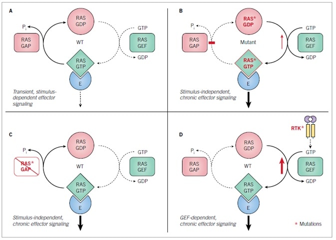 RAS GDP-GTP cycle: