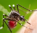 Study reveals distinct infection strategies of Zika and dengue viruses