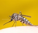 New class of insecticide offers yearlong protection against mosquito-borne diseases