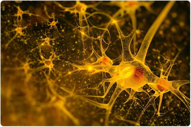 Nerve cells
