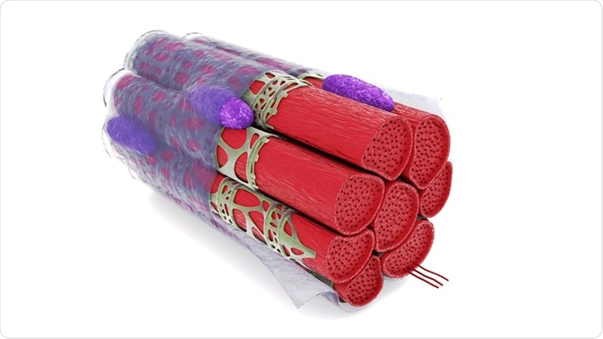 Muscle fiber - By Anton Nalivayko