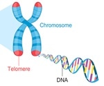 DNA methylation closely linked to telomere length