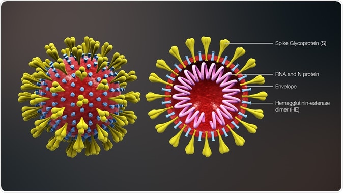 Coronavirus diagram